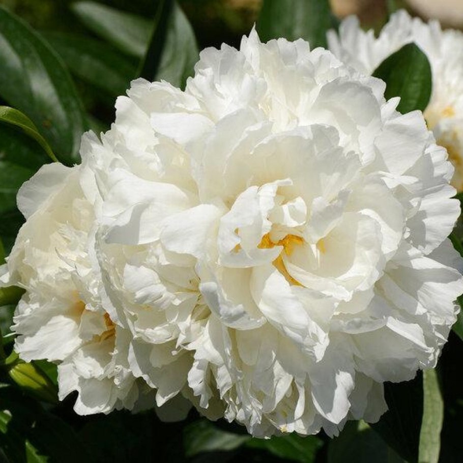 Подкормки пион Гардения описание сорта