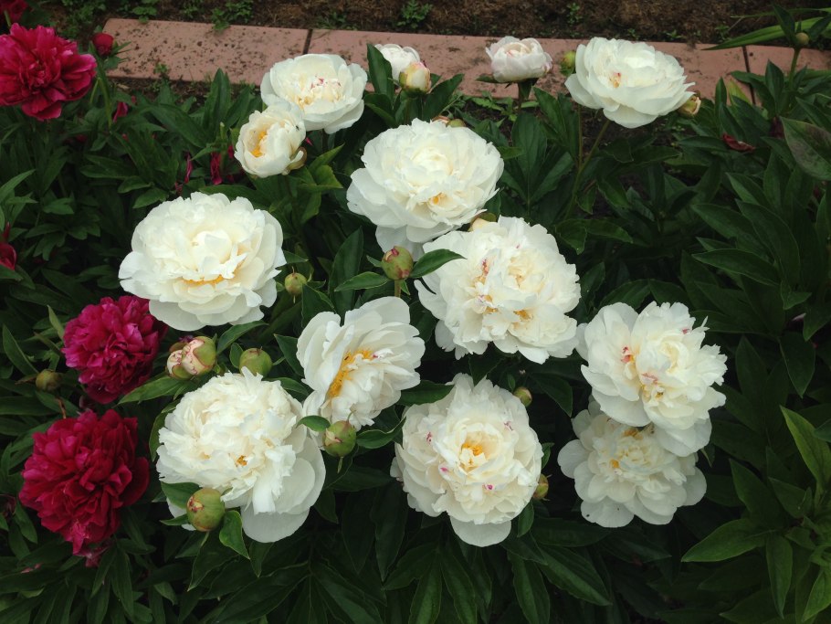 Пион травянистый Гардения