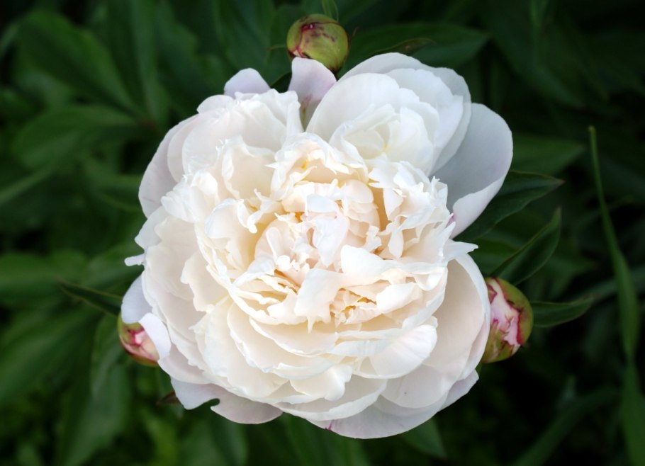 Пион молочноцветковый gardenia