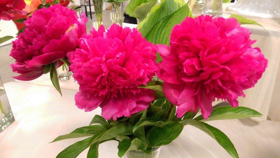 Цветы пионы белые