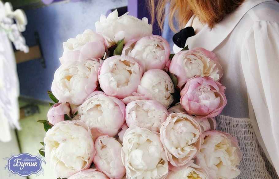 Пион молочноцветковый gardenia