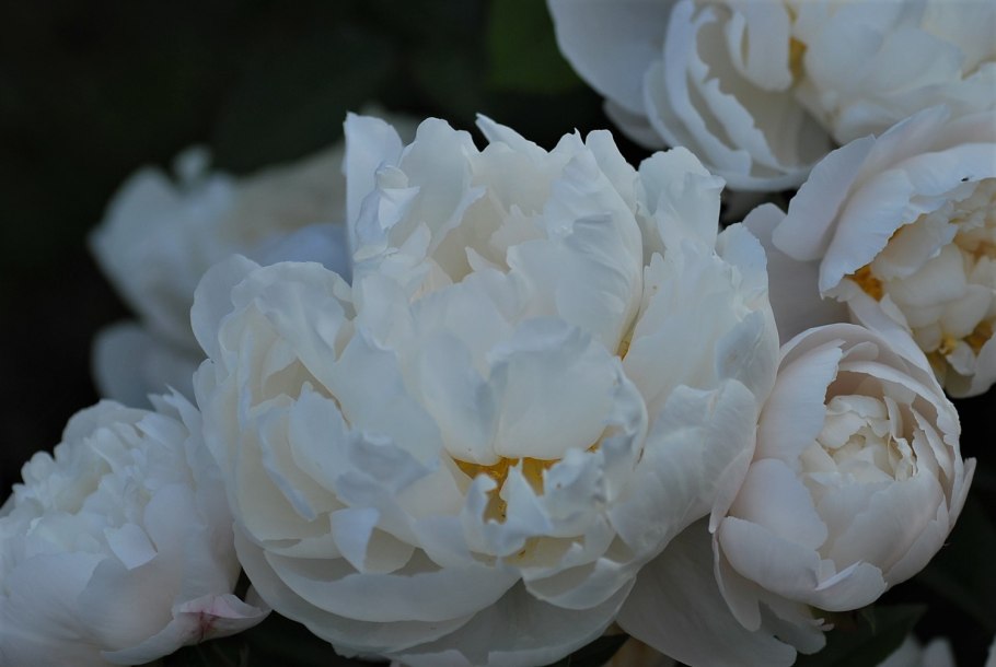 Бутоны пионов атаковали Мураши