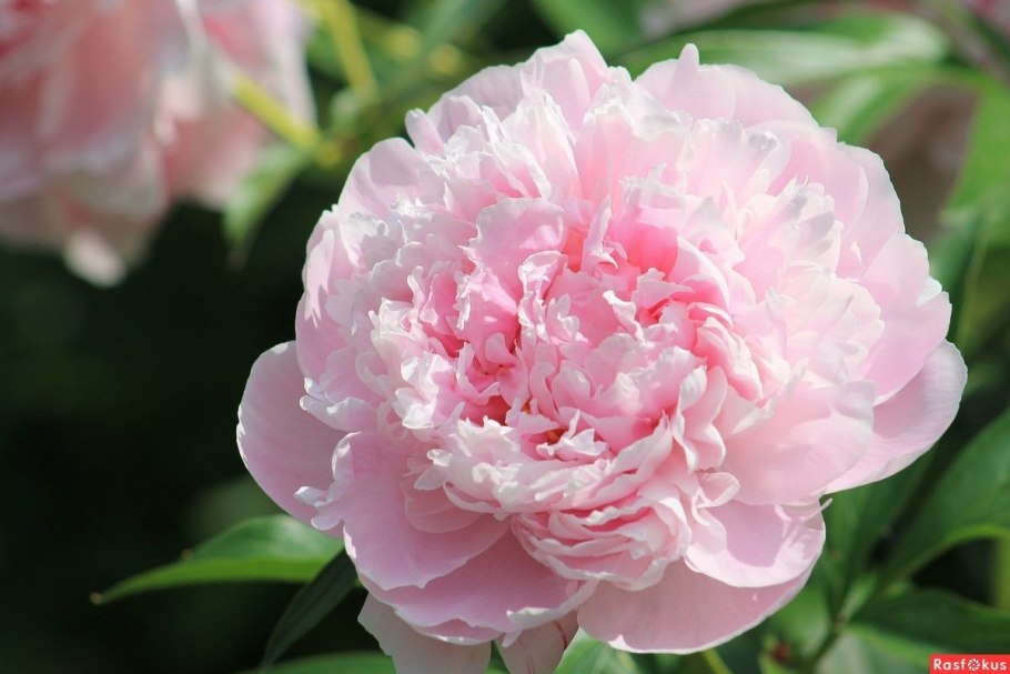 Букет пионов "мороженое"