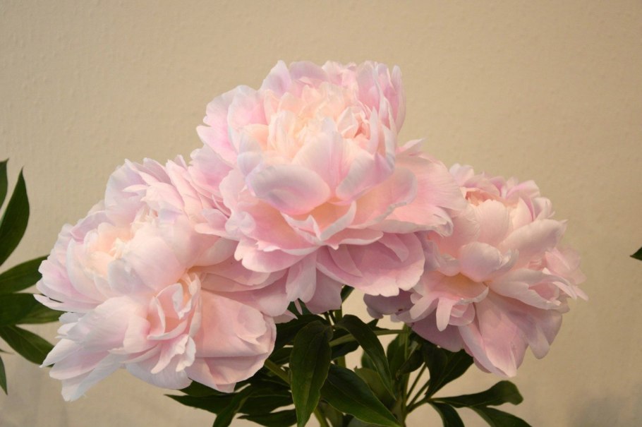 Пион Гардения в раскрытии