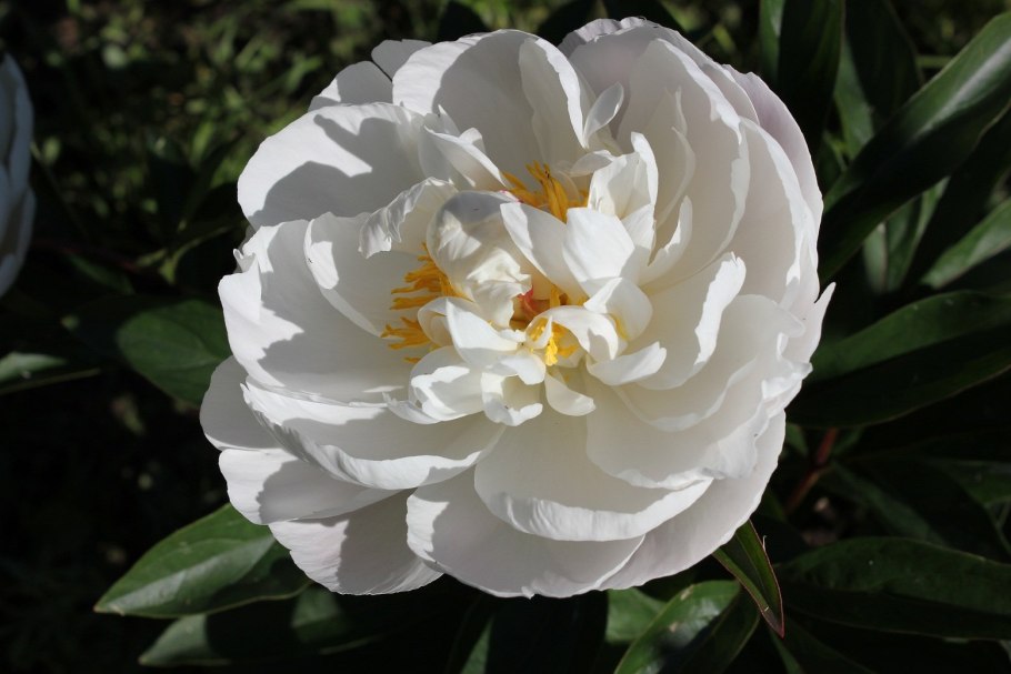 Пион Дюшес де Немур