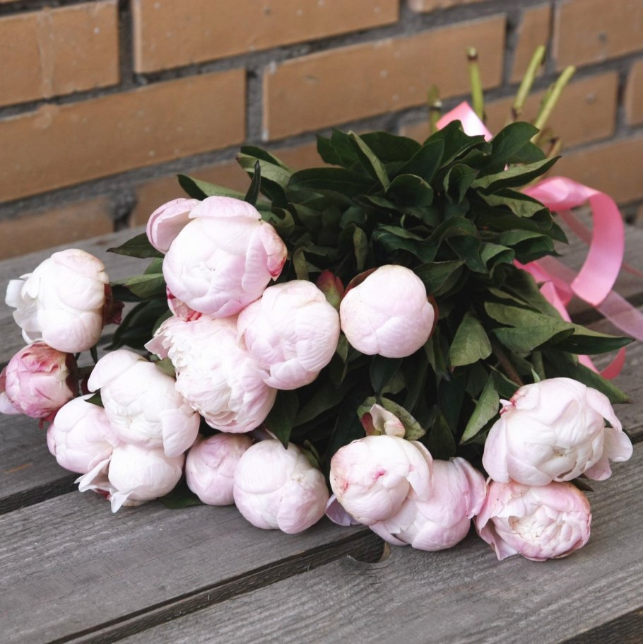 Пион (Paeonia gardenia