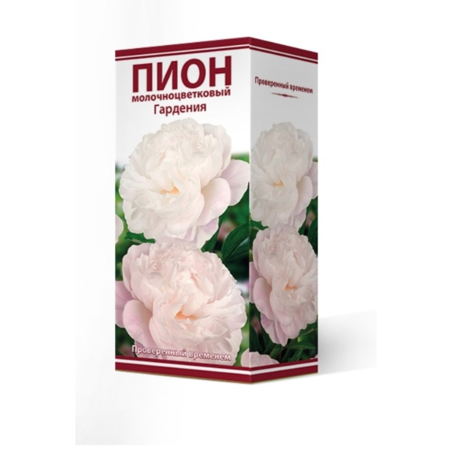 Гардения Жасминовая белоснежная роза