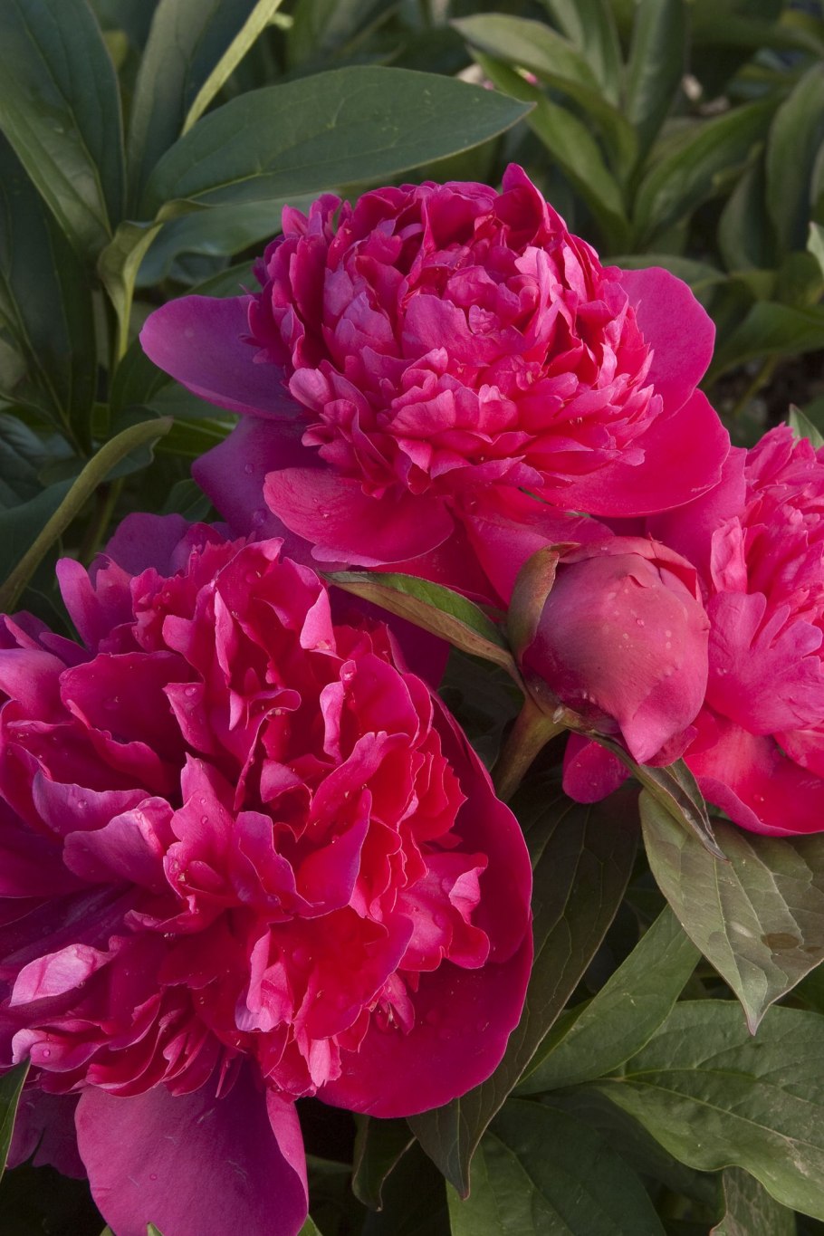 Пион молочноцветковый феликс краусс