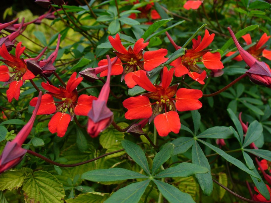 Tropaeolum pentaphyllum