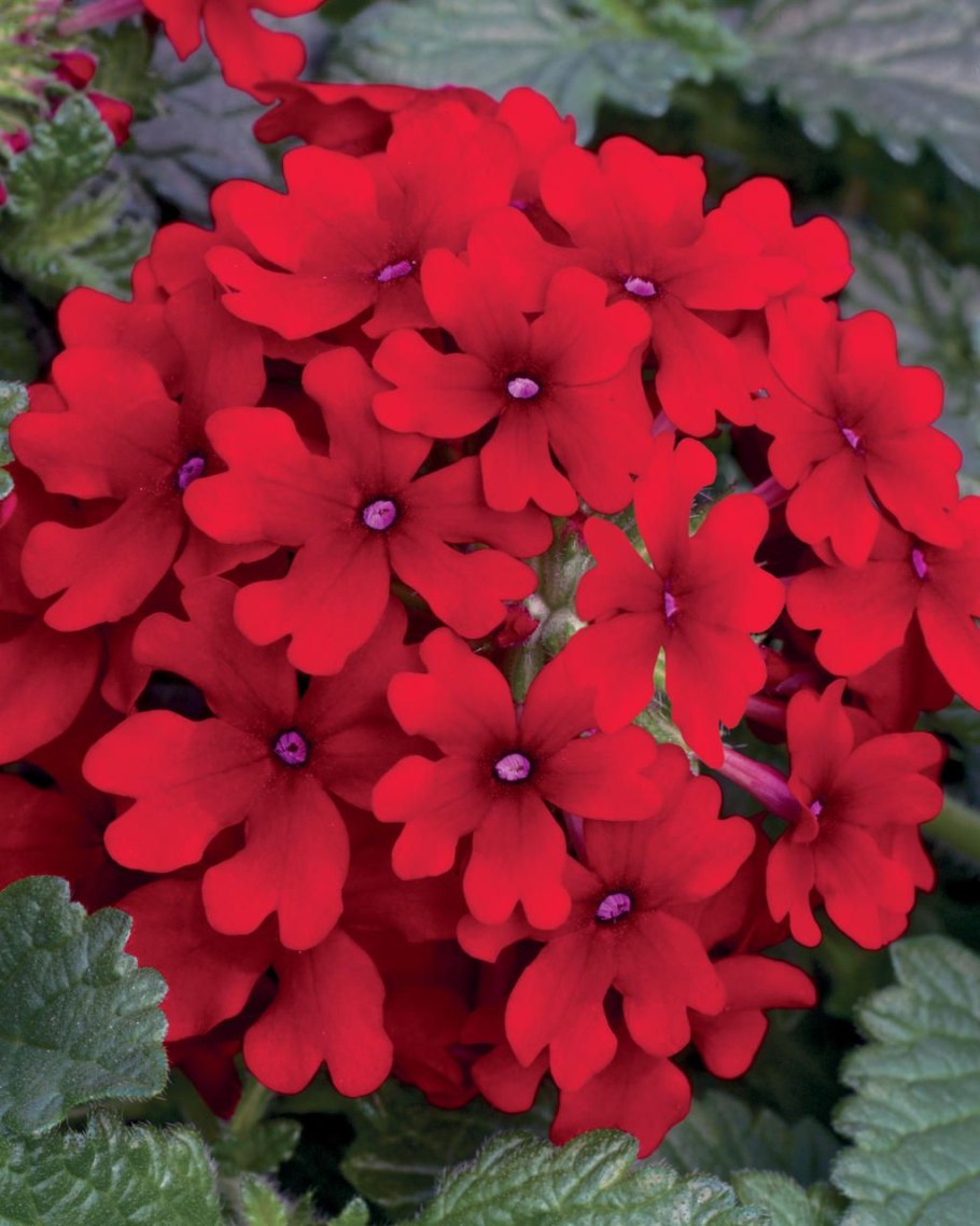 Вербена Empress Sun Red