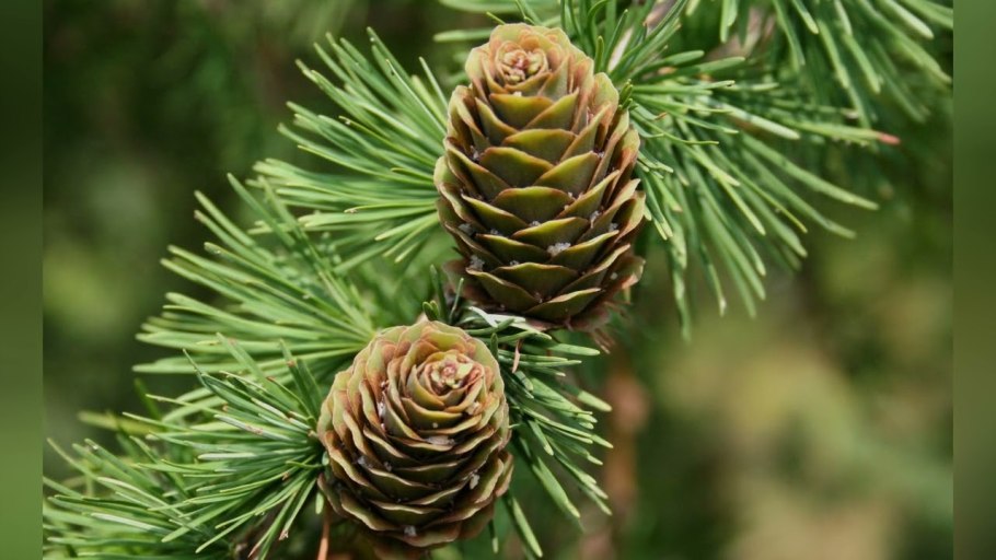 Лиственница Сибирская шишки