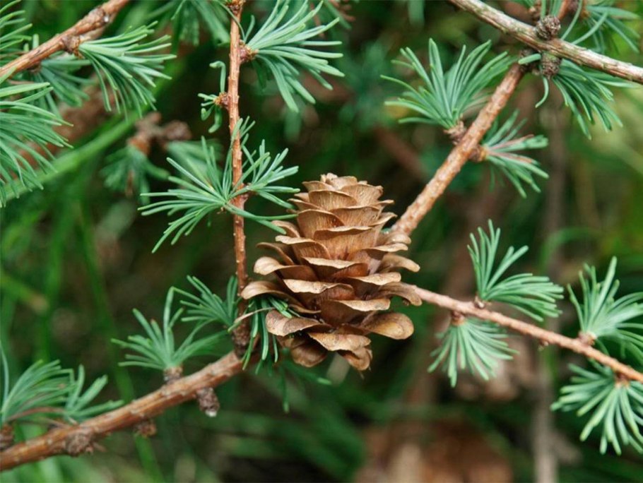 Лиственница японская Larix kaempferi