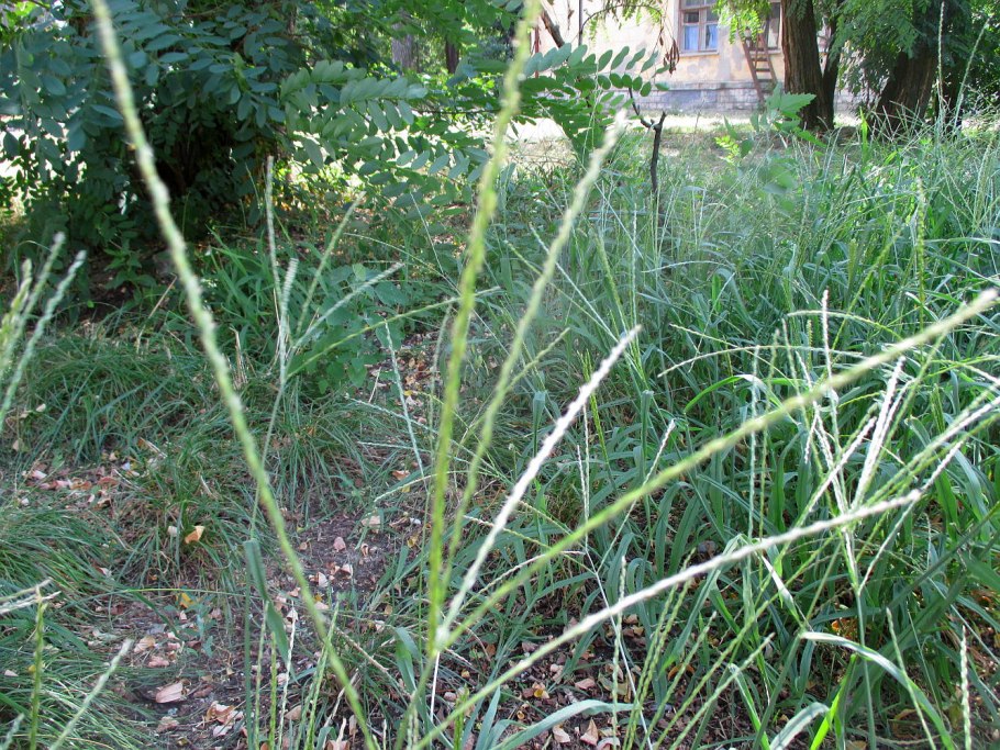 Сорняк Свинорой