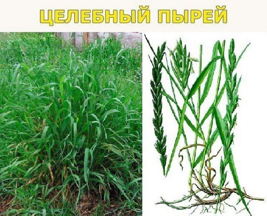 Трава пырей ползучий