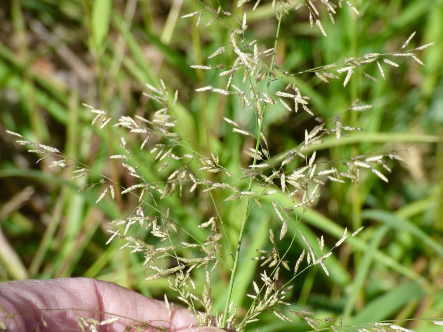 Мятлик Луговой (POA pratensis)