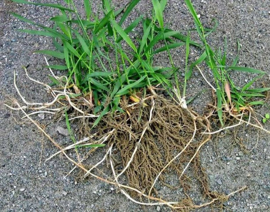 Пырей ползучий корень