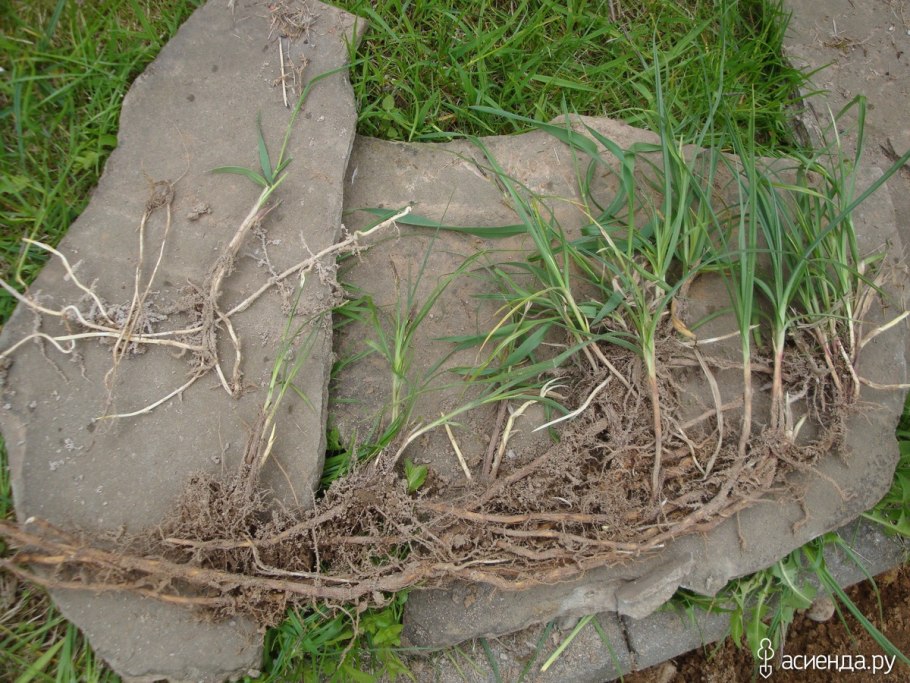 Корень сорняка пырея
