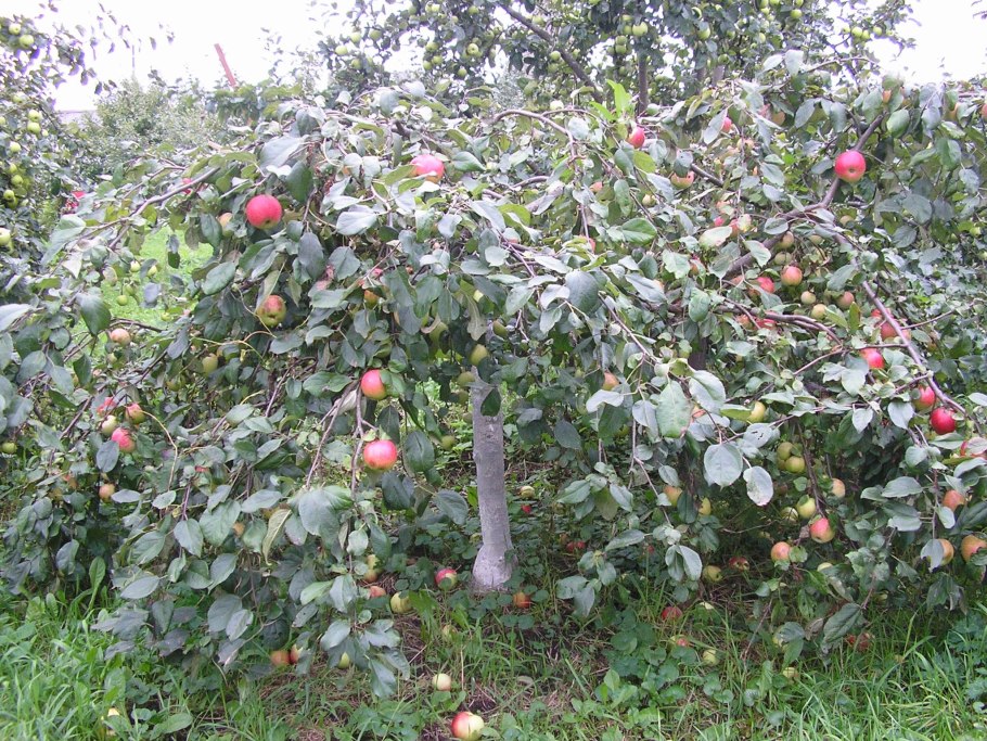 Яблоня Malus pumila
