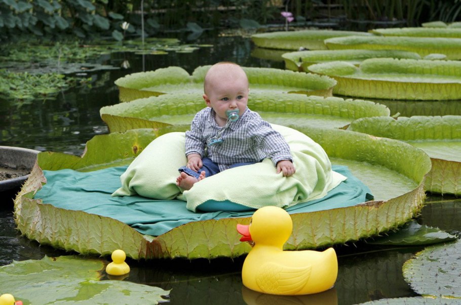 Лотос Виктория Регия