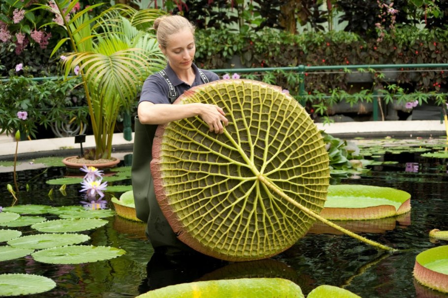 Виктория Регия с ребенком