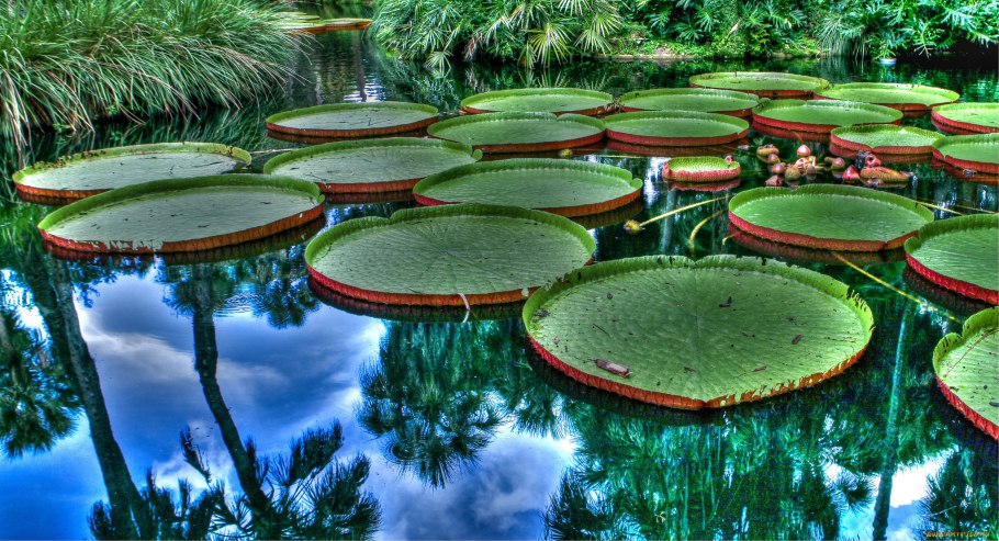 Гигантская кувшинка Виктория-Регия