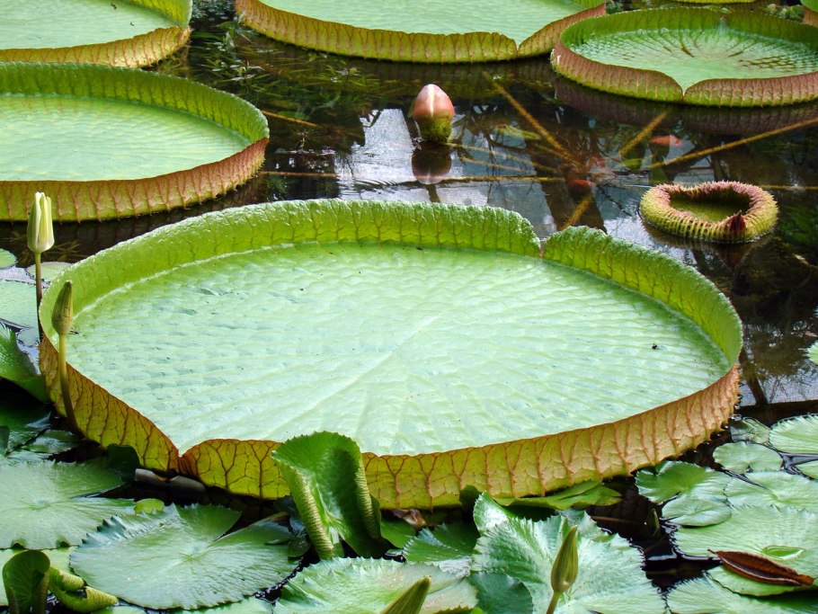 Кувшинка Виктория-Регия