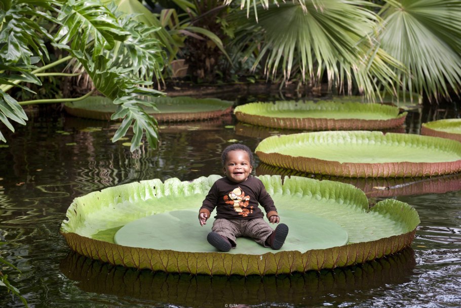 Кувшинка Виктория-Регия