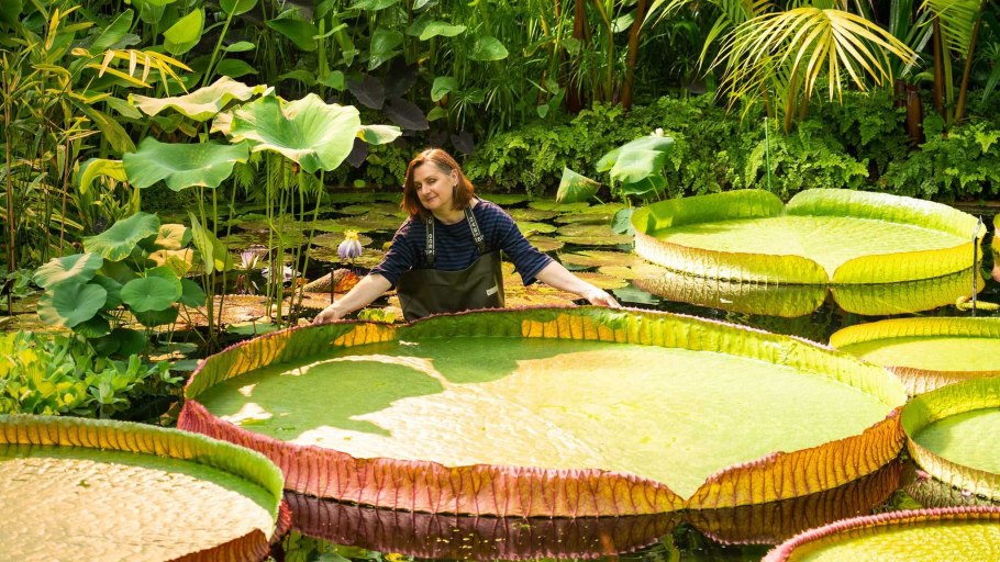 Лотос гигантский Виктория Амазонская