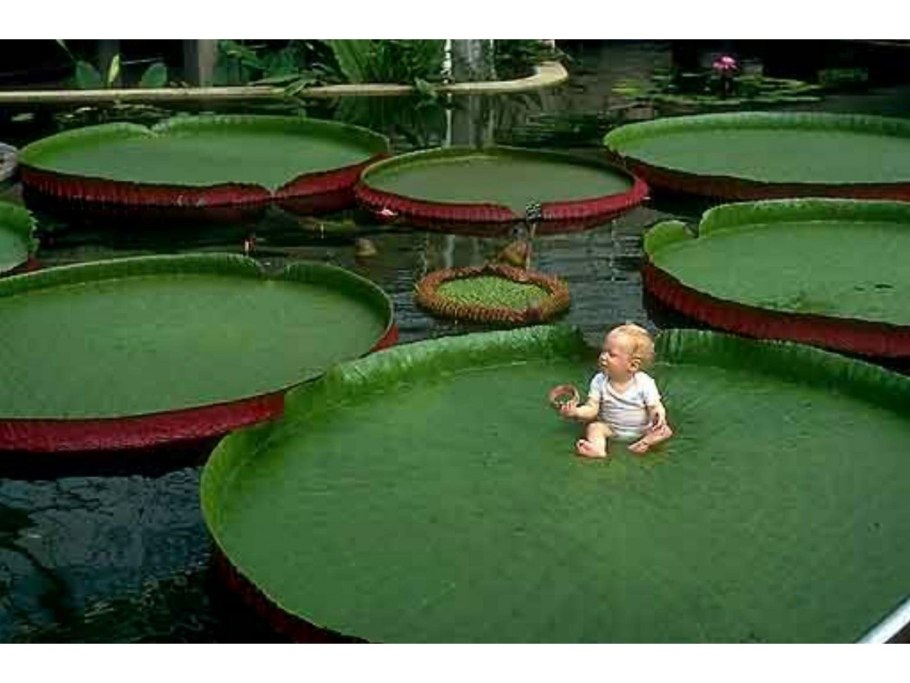 Виктория Регия растение