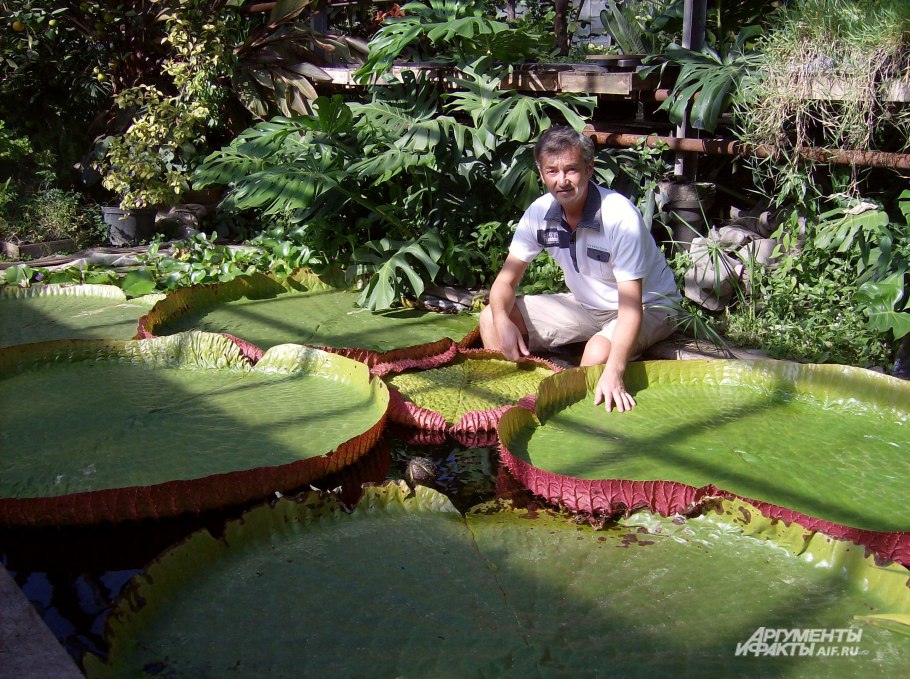 Гигантская кувшинка Виктория-Регия