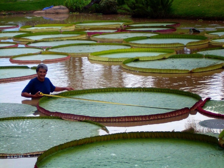 Кувшинка виктория регия