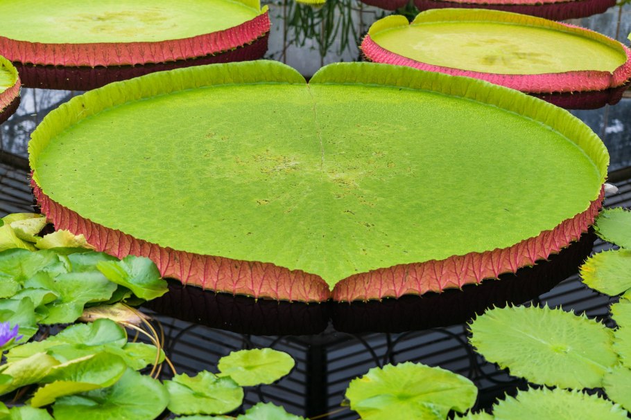 Victoria Amazonica +Moxos Bolivia