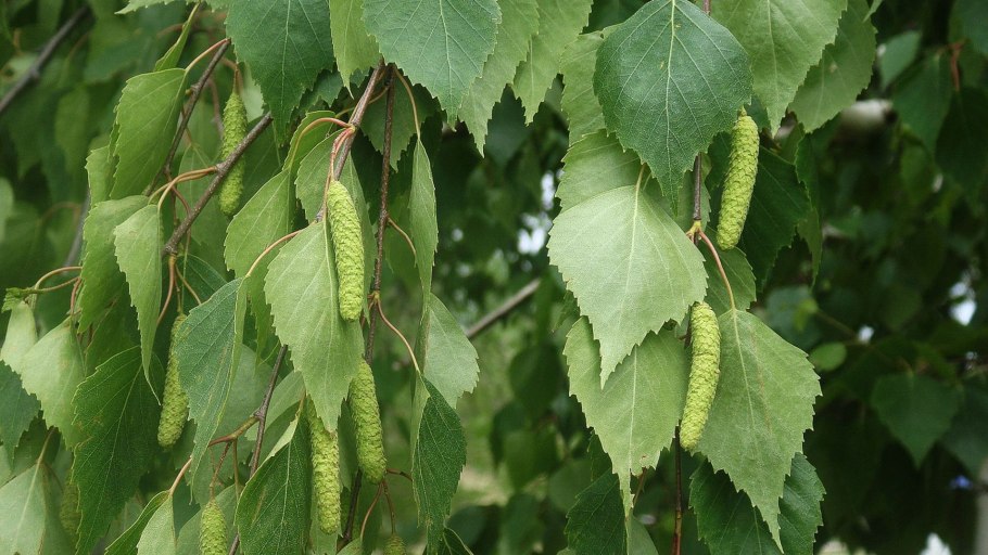 Береза пушистая Betula pubescens