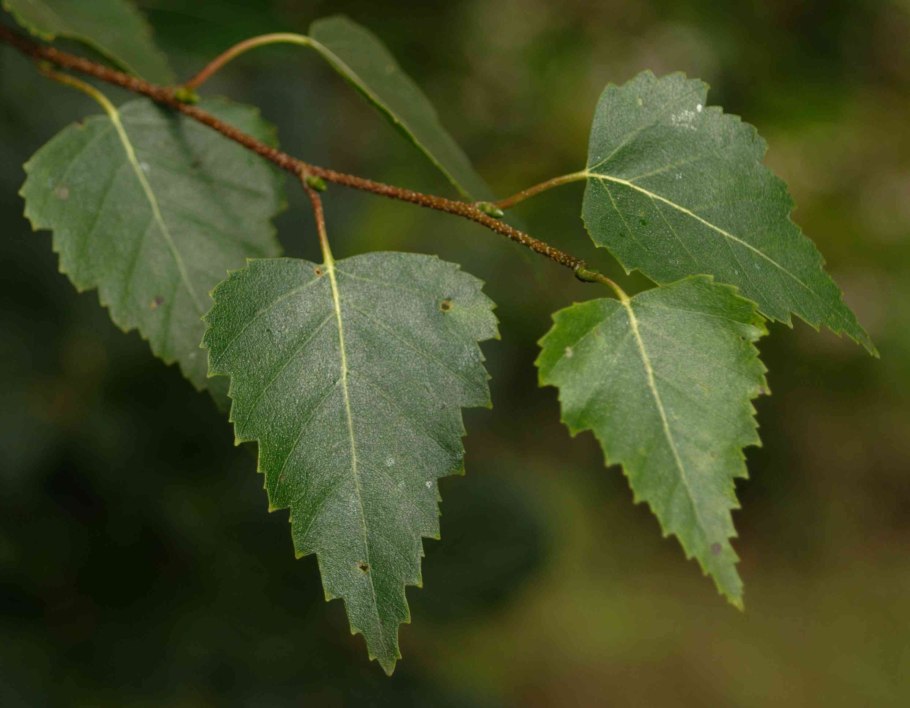 Береза пушистая Betula pubescens