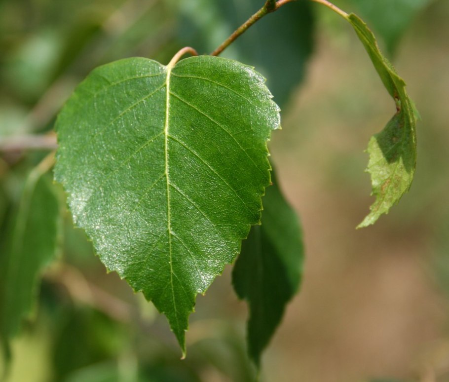 Betula pendula лист