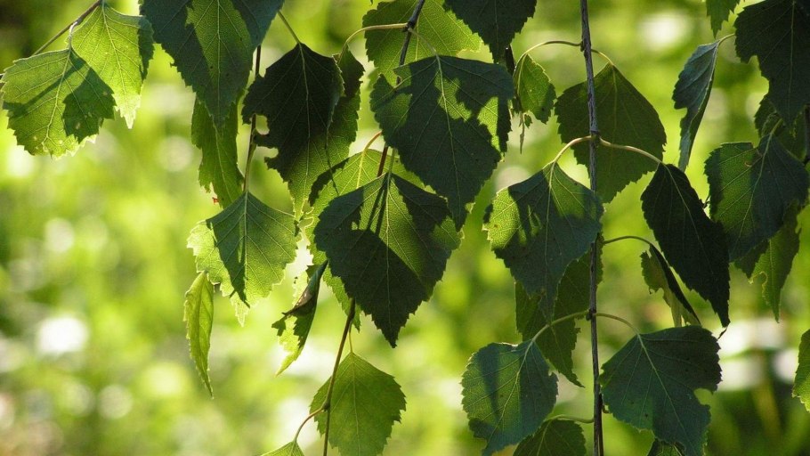 Betula pendula гербарий