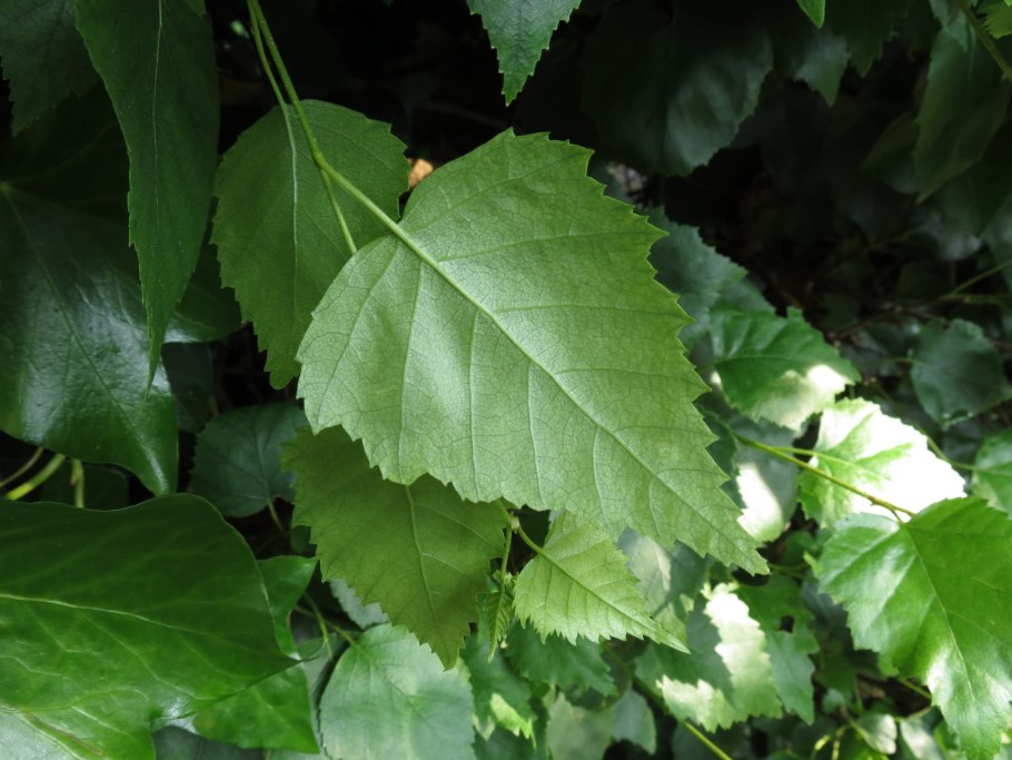Береза пушистая (лат. Betula pubescens)