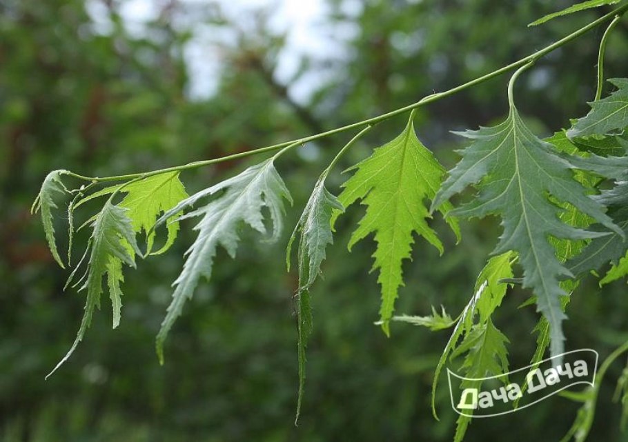 Береза пушистая Betula pubescens