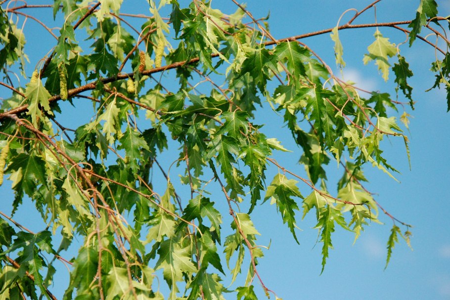 Береза пушистая Betula pubescens