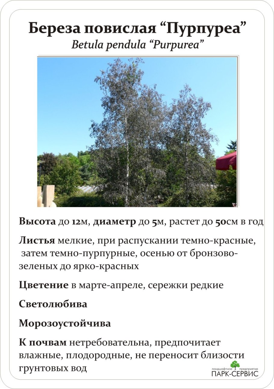 Береза повислая листья