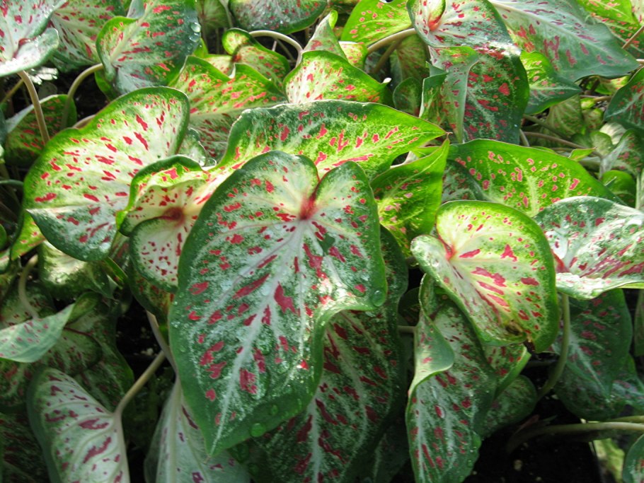 Каладиум с красными листьями