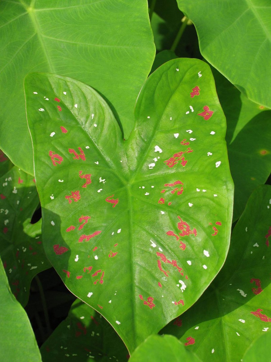 Калатея каладиум