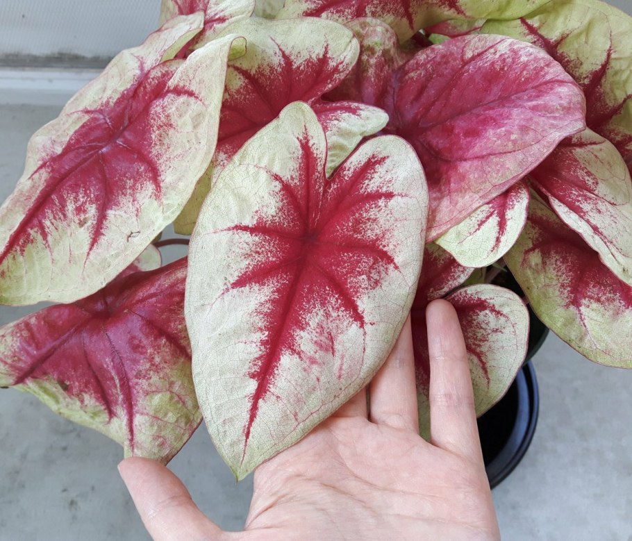 Caladium seguinum растение