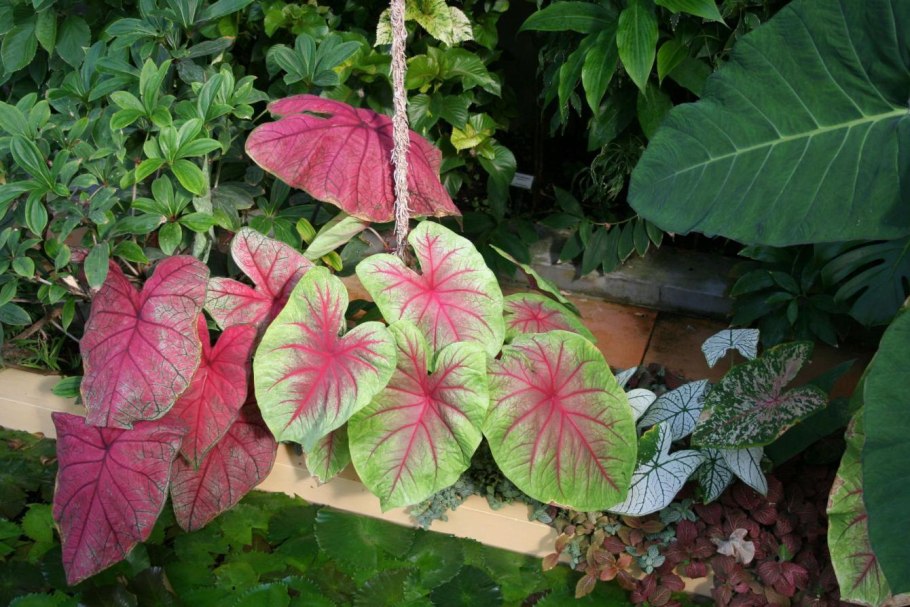 Каладиум цветок комнатный