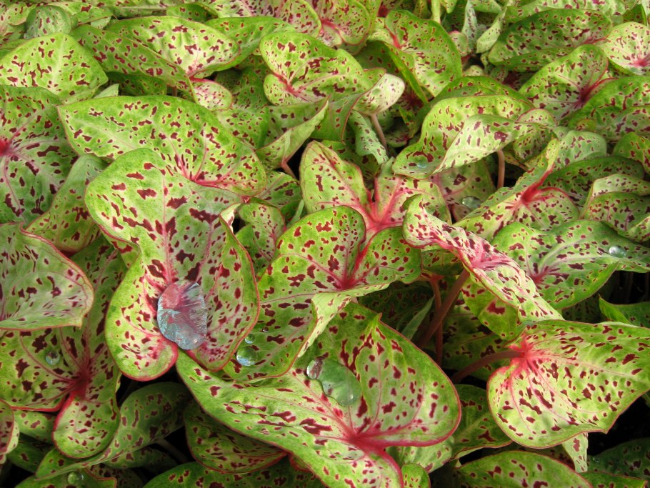 Каладиум цветок комнатный