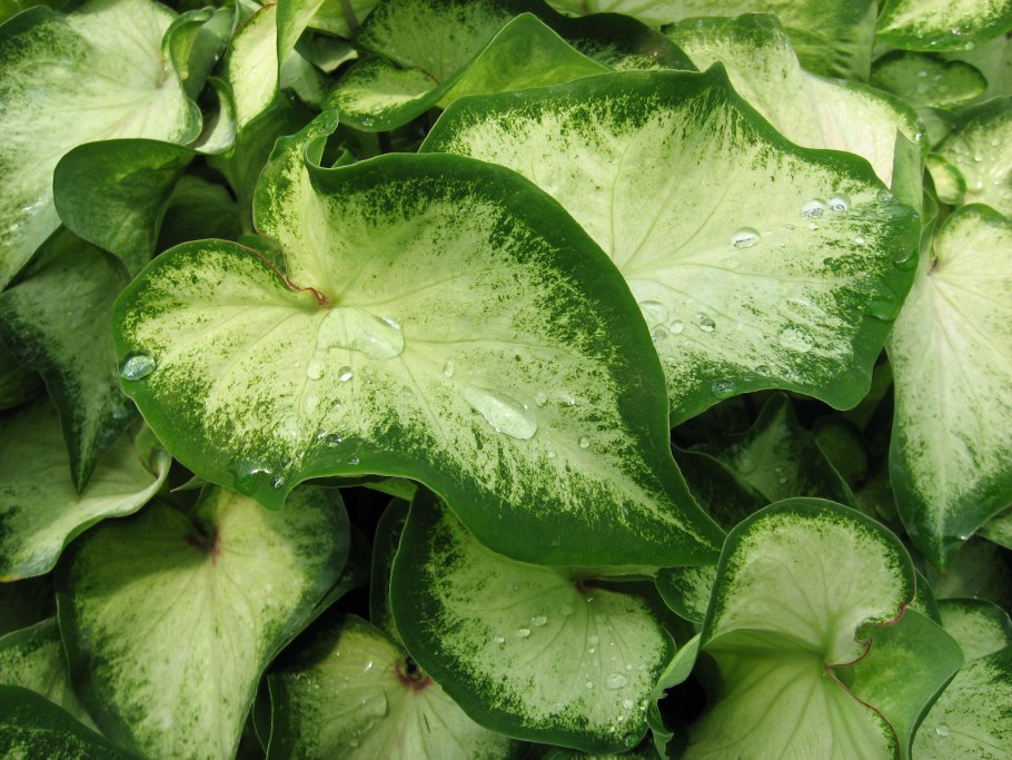 Растение каладиум