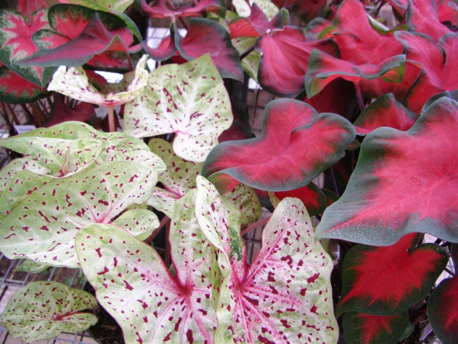 Каладиум листья