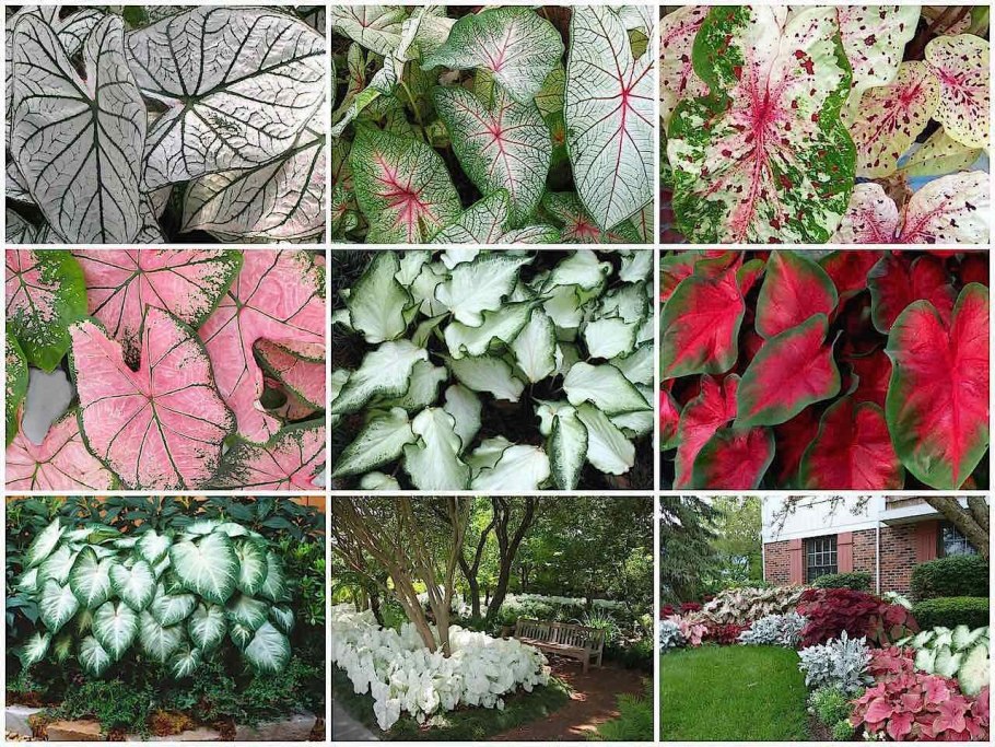 Каладиум биколор фото