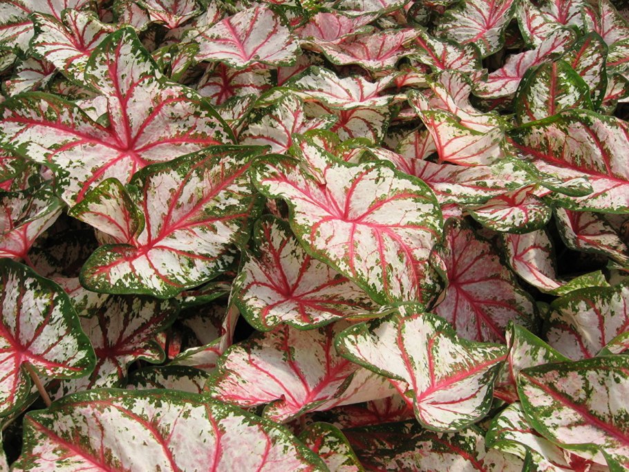 Caladium hortulanum