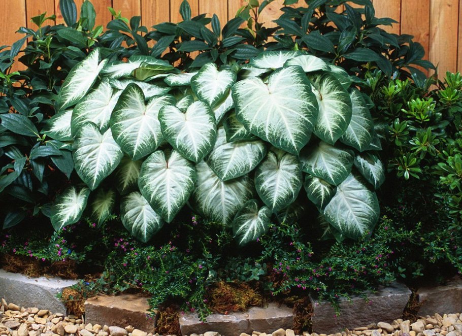 Caladium bicolor Fancy Leaf